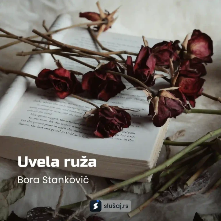 Uvela ruža