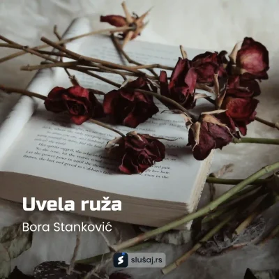 Uvela ruža